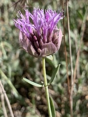 Monardella linoides