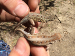 Holbrookia propinqua