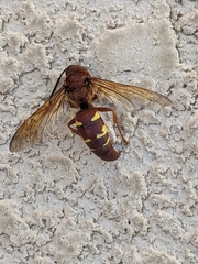 Sphecius