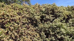 Arctostaphylos pringlei drupacea