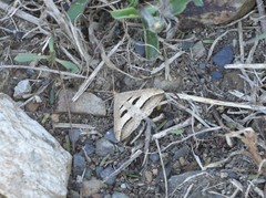 Chiasmia subcurvaria