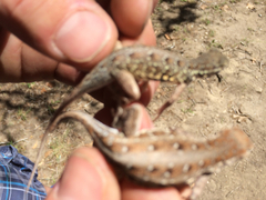 Holbrookia propinqua