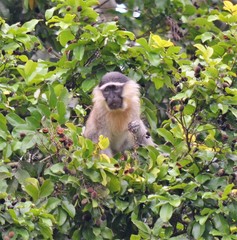 Chlorocebus tantalus