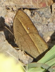 Brakefieldia perspicua