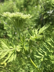Seseli condensatum