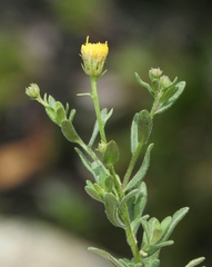 Erigeron petrophilus viscidulus