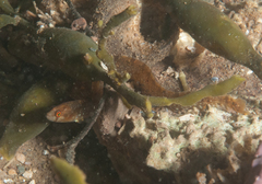 Pholis gunnellus
