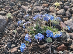 Eritrichium sericeum