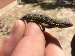 Holbrookia propinqua