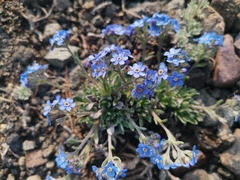 Eritrichium sericeum