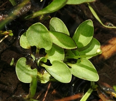 Parnassia cirrata intermedia