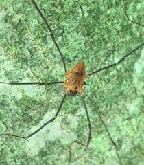 Leiobunum calcar