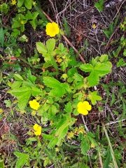 Potentilla stolonifera