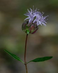 Monardella odoratissima glauca