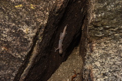 Phyllodactylus nocticolus