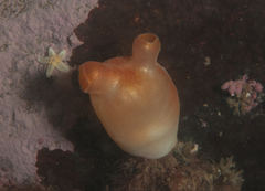 Halocynthia pyriformis