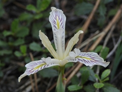 Iris tenuissima