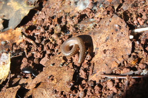 Parajulidae