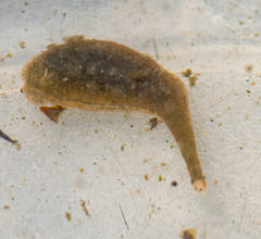 Haemopidae