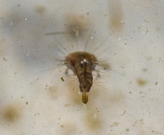 Haemopidae
