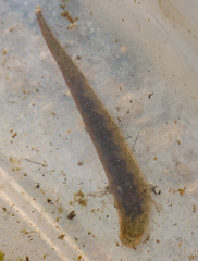 Haemopidae