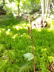 Neottia bifolia