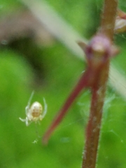 Neottia bifolia