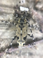 Graphisurus triangulifer