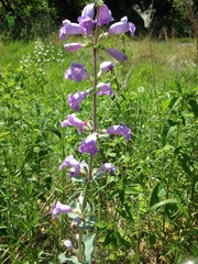 Penstemon grandiflorus