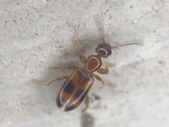Vacusus vicinus