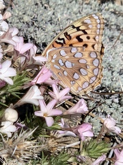 Speyeria coronis hennei