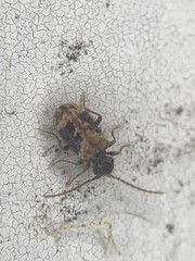 Ptinus texanus