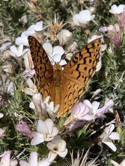 Speyeria coronis hennei