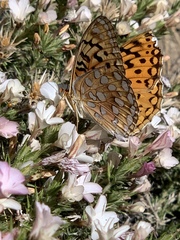 Speyeria coronis hennei