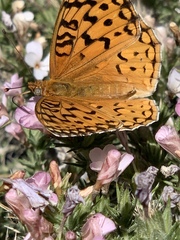 Speyeria coronis hennei