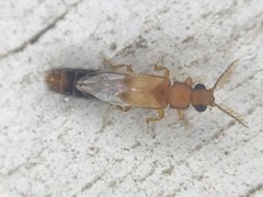 Distremocephalus texanus