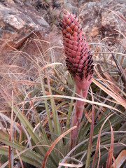 Puya humilis