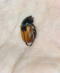 Anisoplia austriaca