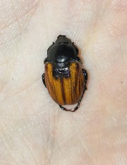 Anisoplia austriaca