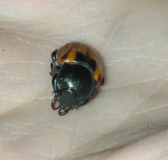 Anisoplia austriaca