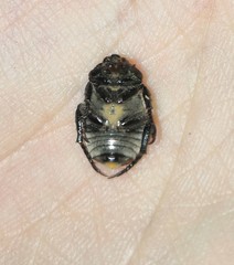 Anisoplia austriaca