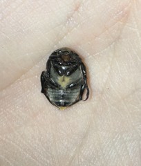 Anisoplia austriaca