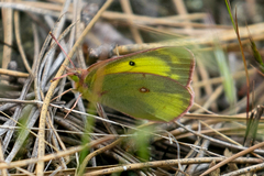 Colias philodice eriphyle