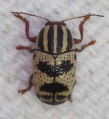 Cryptocephalus leucomelas