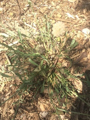 Asteraceae