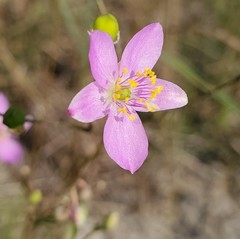 Phemeranthus rugospermus