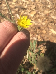 Asteraceae