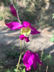 Bletia macristhmochila