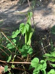 Bletia macristhmochila