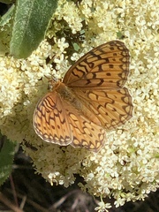 Speyeria callippe macaria